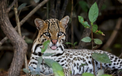 Primer plano de un gato con pelaje suave y ojos expresivos.