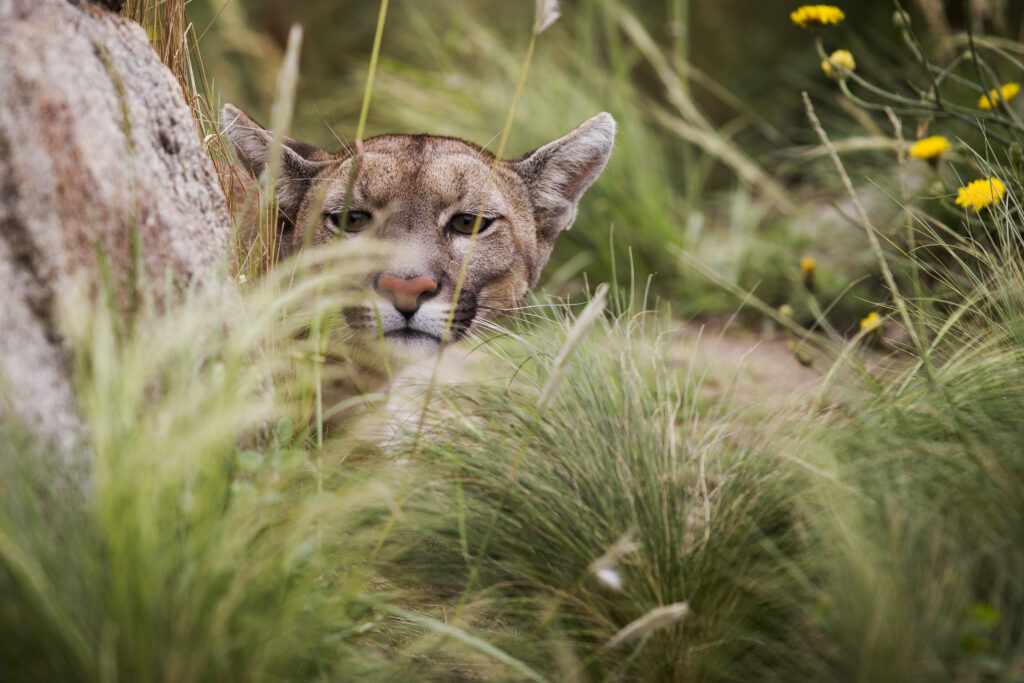 Primer plano de un puma escondido entre la hierba alta, mostrando su rostro atento y mirada fija