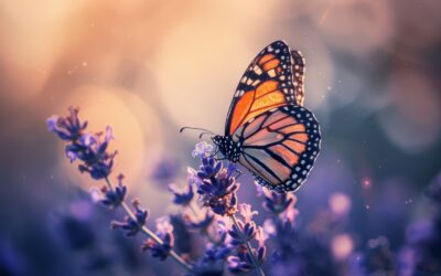 Mariposa monarca naranja y negra posada sobre una flor púrpura de lavanda.