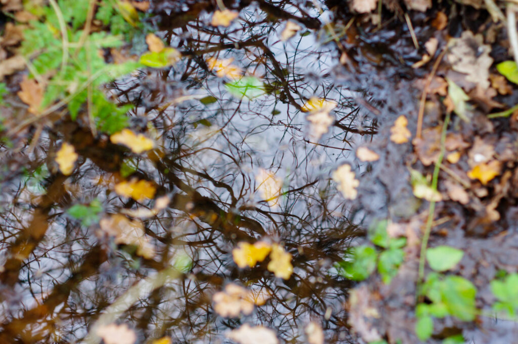 Reflejo de ramas y hojas otoñales en un charco rodeado de barro y vegetación.