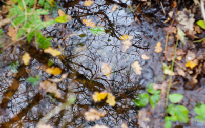 Reflejo de ramas y hojas otoñales en un charco rodeado de barro y vegetación.
