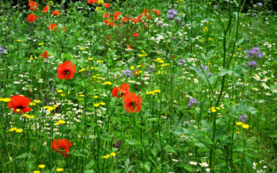 Flores silvestres de colores rojo, amarillo, blanco y violeta en un prado verde.
