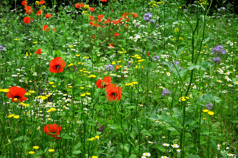 Flores silvestres de colores rojo, amarillo, blanco y violeta en un prado verde.
