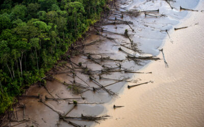 Vista aérea de árboles caídos en la ribera de un río amazónico, mostrando el impacto de la deforestación.