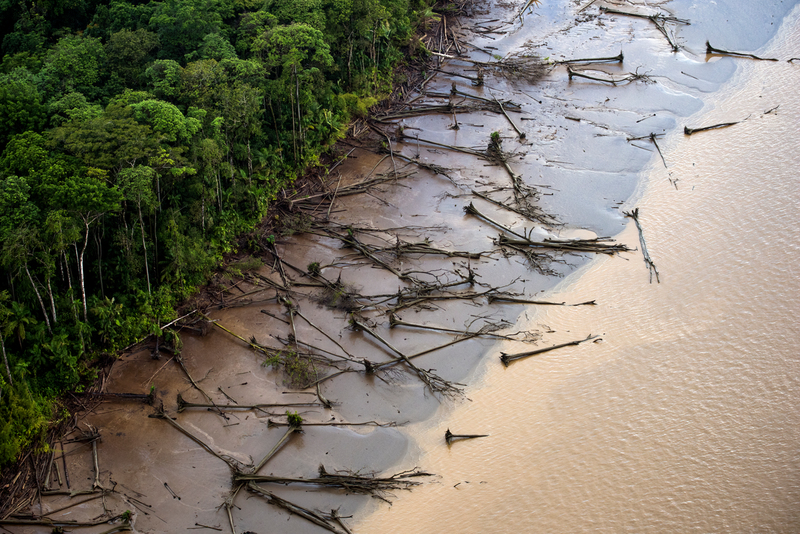 Vista aérea de árboles caídos en la ribera de un río amazónico, mostrando el impacto de la deforestación.