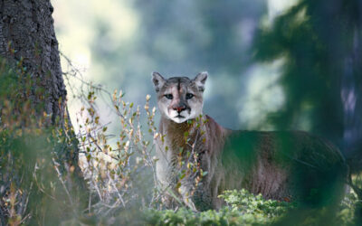 Puma observado entre la vegetación del bosque