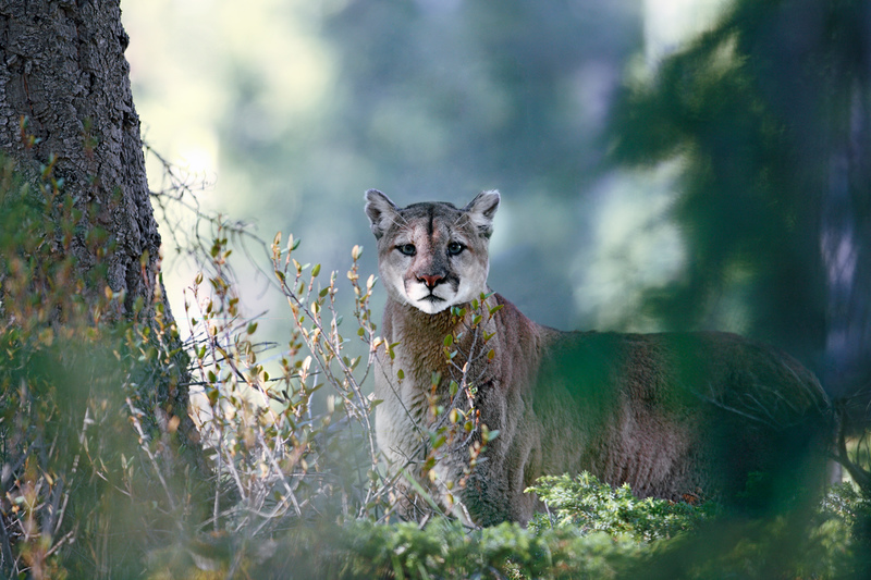 Puma observado entre la vegetación del bosque