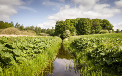 Pequeño canal de agua rodeado de vegetación verde y campos agrícolas con árboles al fondo bajo un cielo parcialmente nublado.