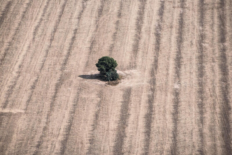 Árbol aislado en medio de un terreno árido con surcos visibles en la tierra.