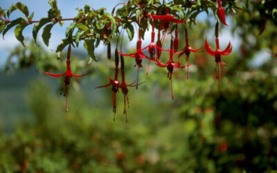 Ramillete de flores de fucsia rojas colgando de una rama verde en un paisaje natural
