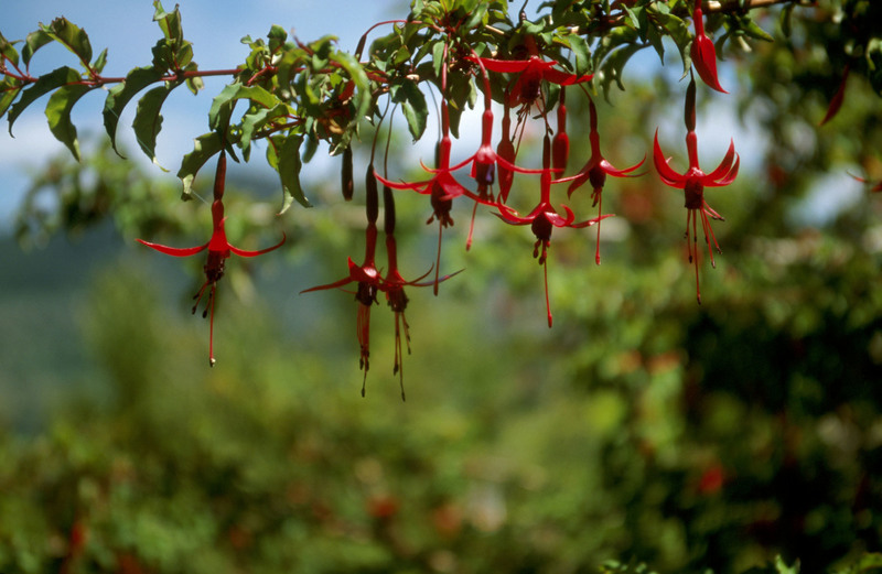 Ramillete de flores de fucsia rojas colgando de una rama verde en un paisaje natural