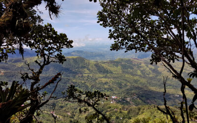 Paisaje montañoso visto a través de ramas y hojas de árboles en un bosque tropical.