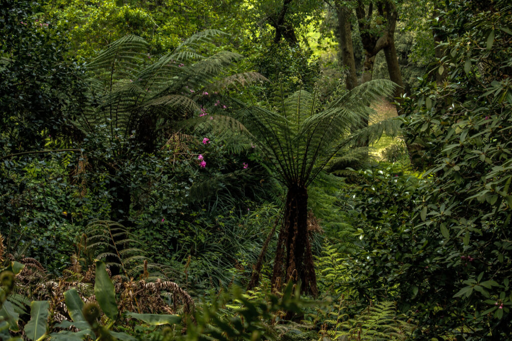 Árboles y helechos creciendo en un bosque frondoso.