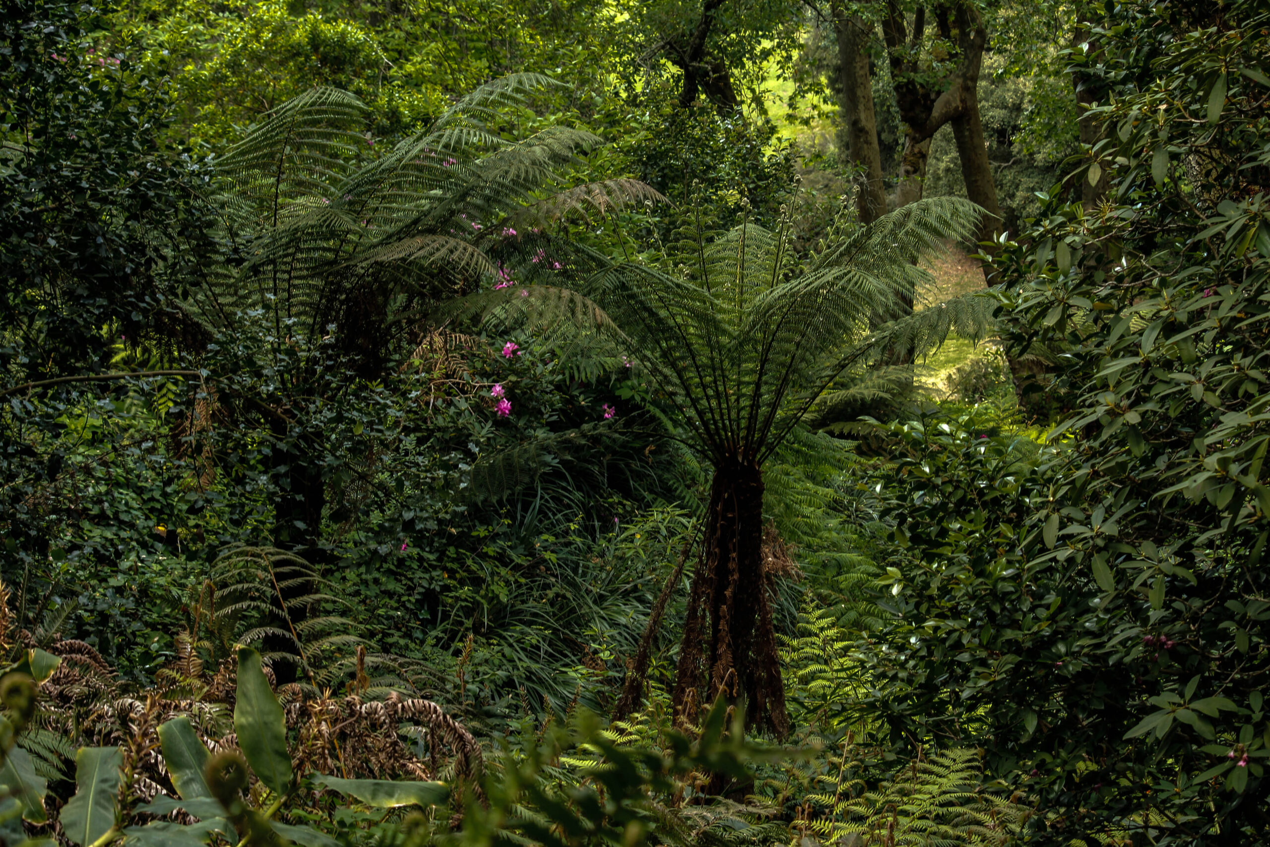 Árboles y helechos creciendo en un bosque frondoso.