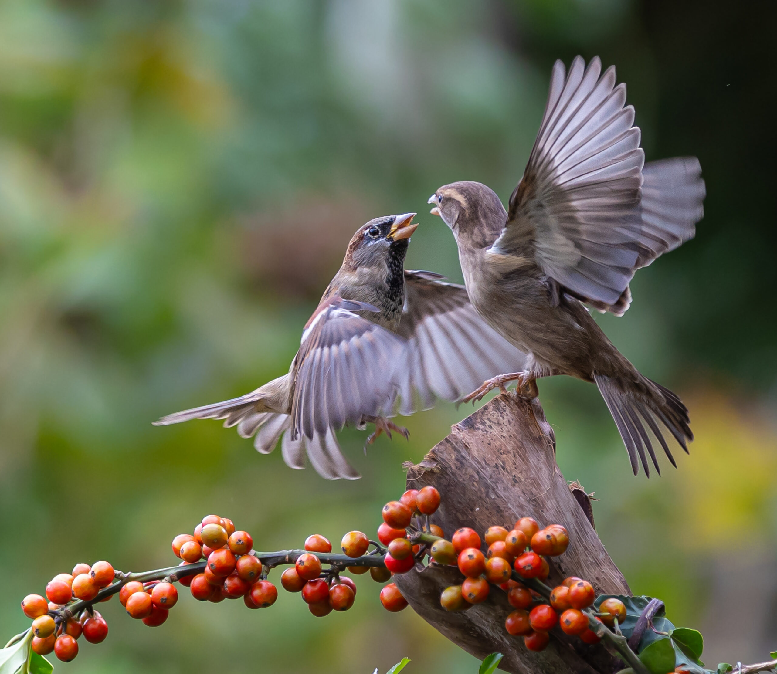 Dos gorriones enfrentándose con las alas extendidas sobre una rama con frutos rojos.