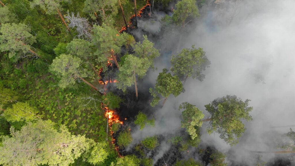Vista aérea de un bosque en llamas con humo espeso cubriendo parte de la vegetación.
