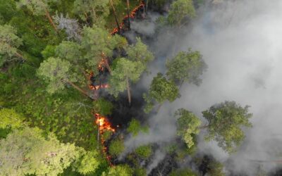 Vista aérea de un bosque en llamas con humo espeso cubriendo parte de la vegetación.