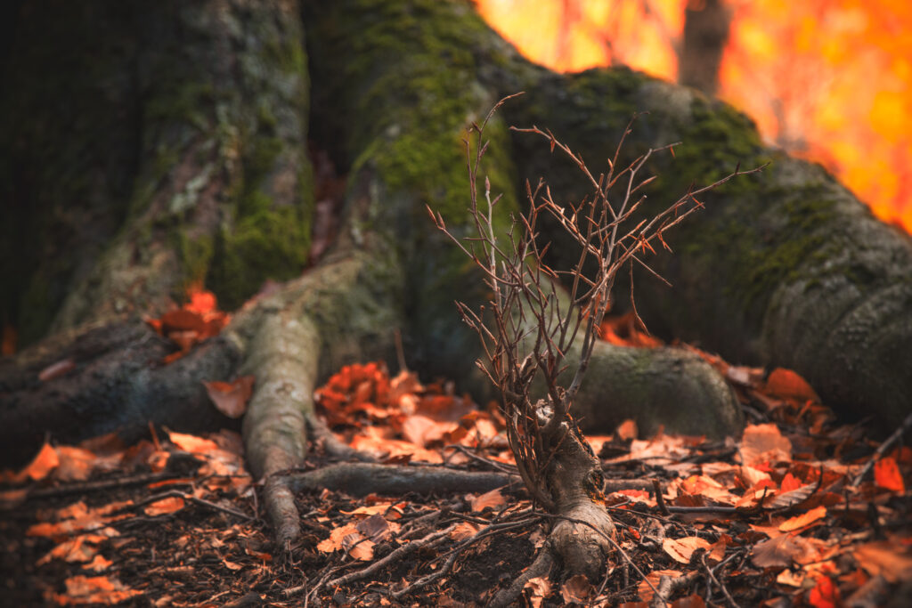 Primer plano de un pequeño brote seco entre raíces de árbol, con hojas caídas y fondo de incendio en el bosque.