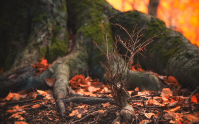 Primer plano de un pequeño brote seco entre raíces de árbol, con hojas caídas y fondo de incendio en el bosque.