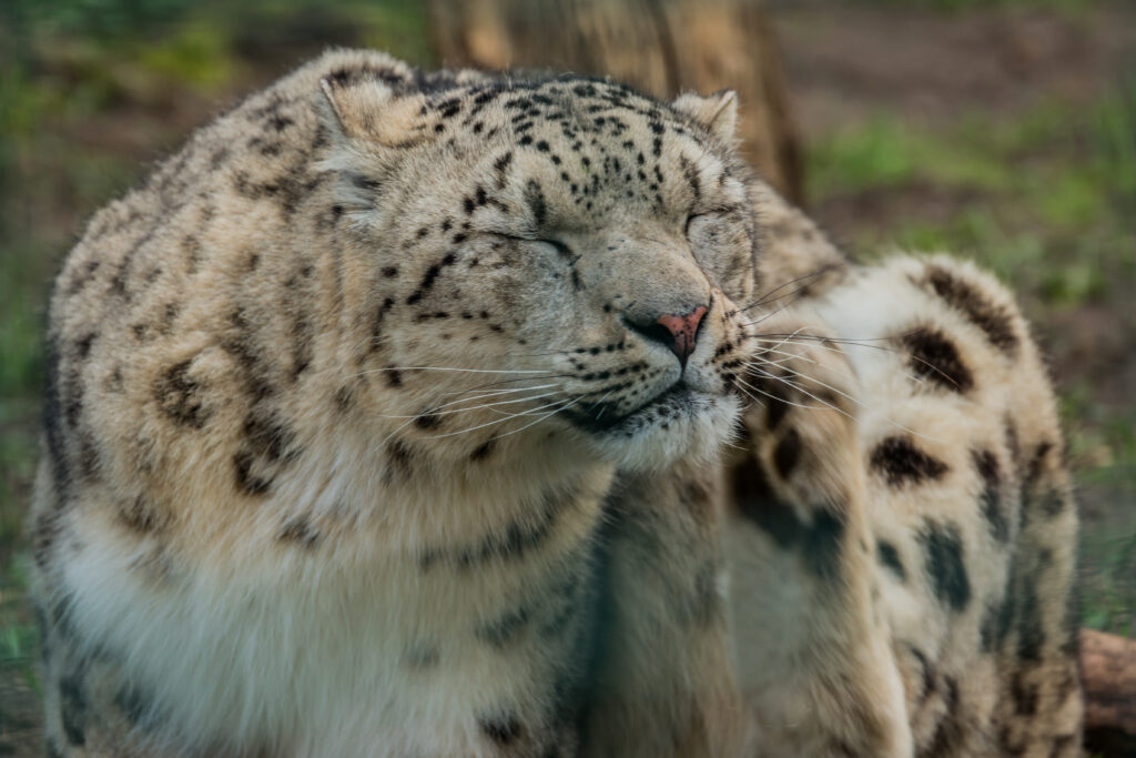 Leopardo de las nieves con ojos cerrados rascándose.