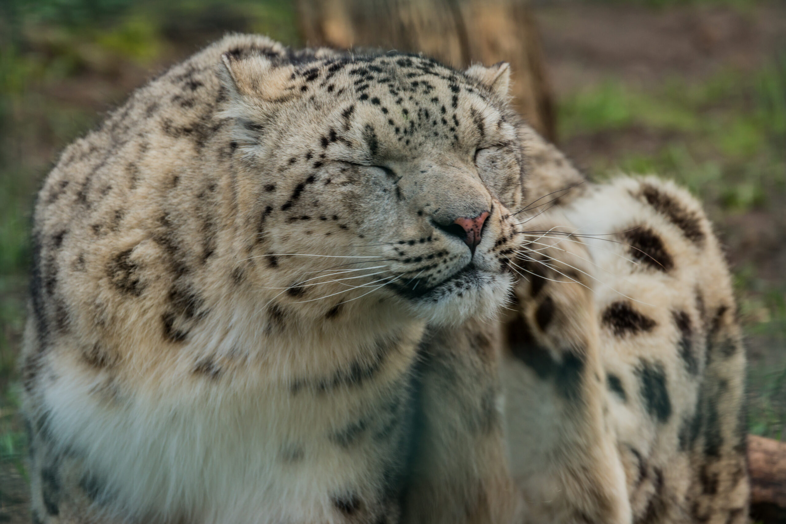Leopardo de las nieves con ojos cerrados rascándose.