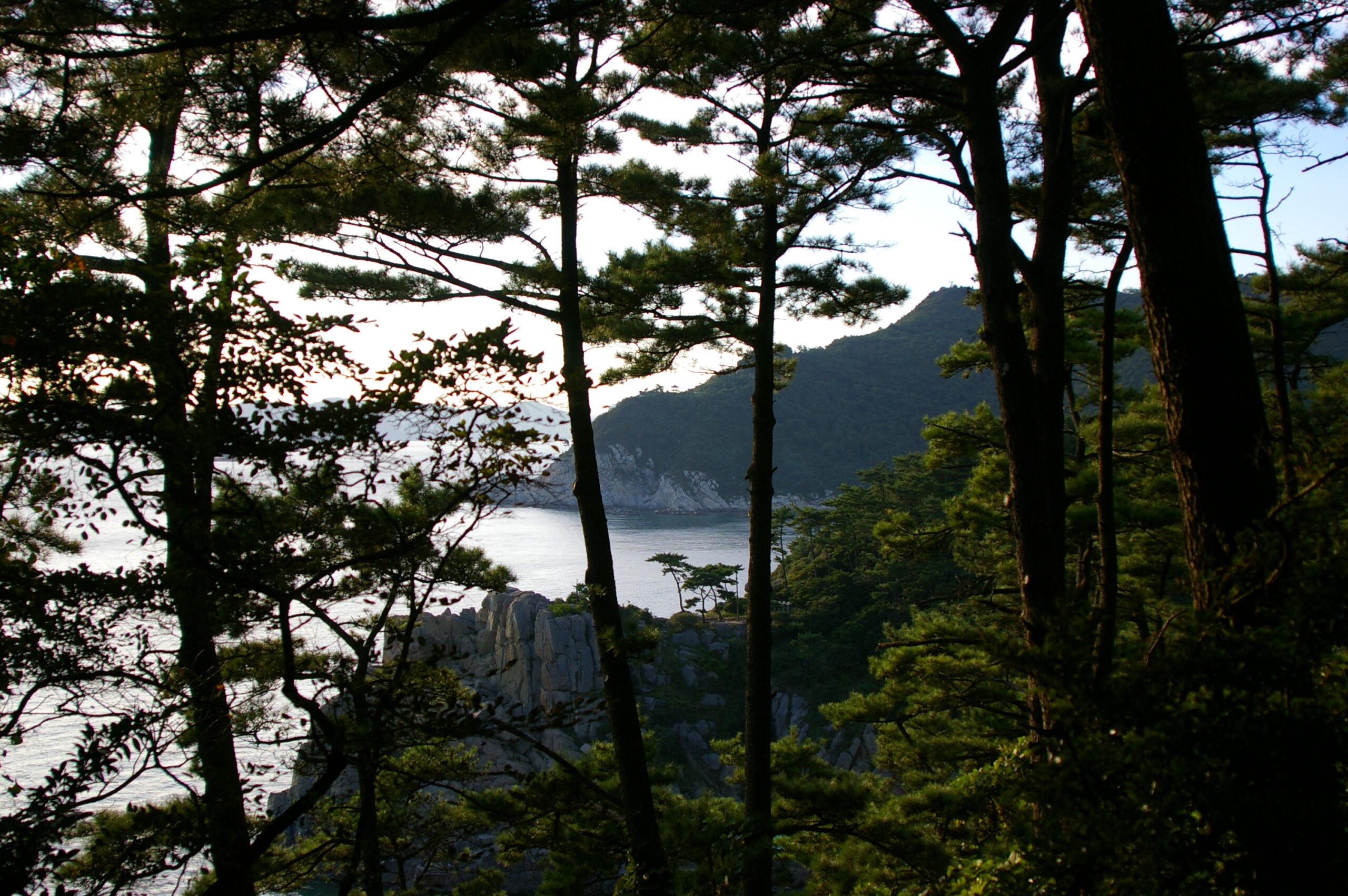 Paisaje costero visto desde un bosque de árboles altos, con montañas y acantilados junto al mar.