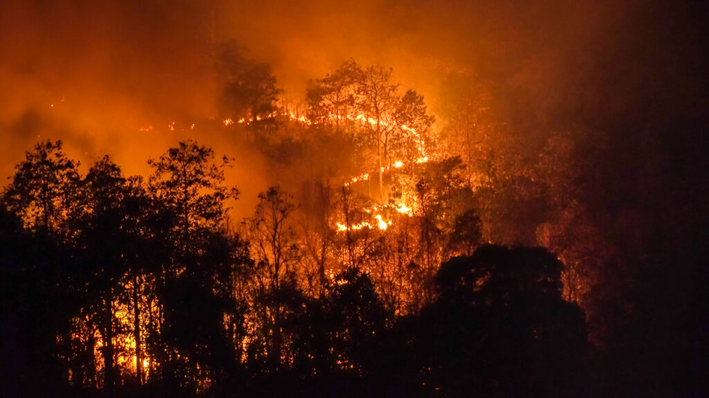 Fuego intenso consume un bosque tropical de noche, con llamas iluminando los árboles y humo espeso en el ambiente.