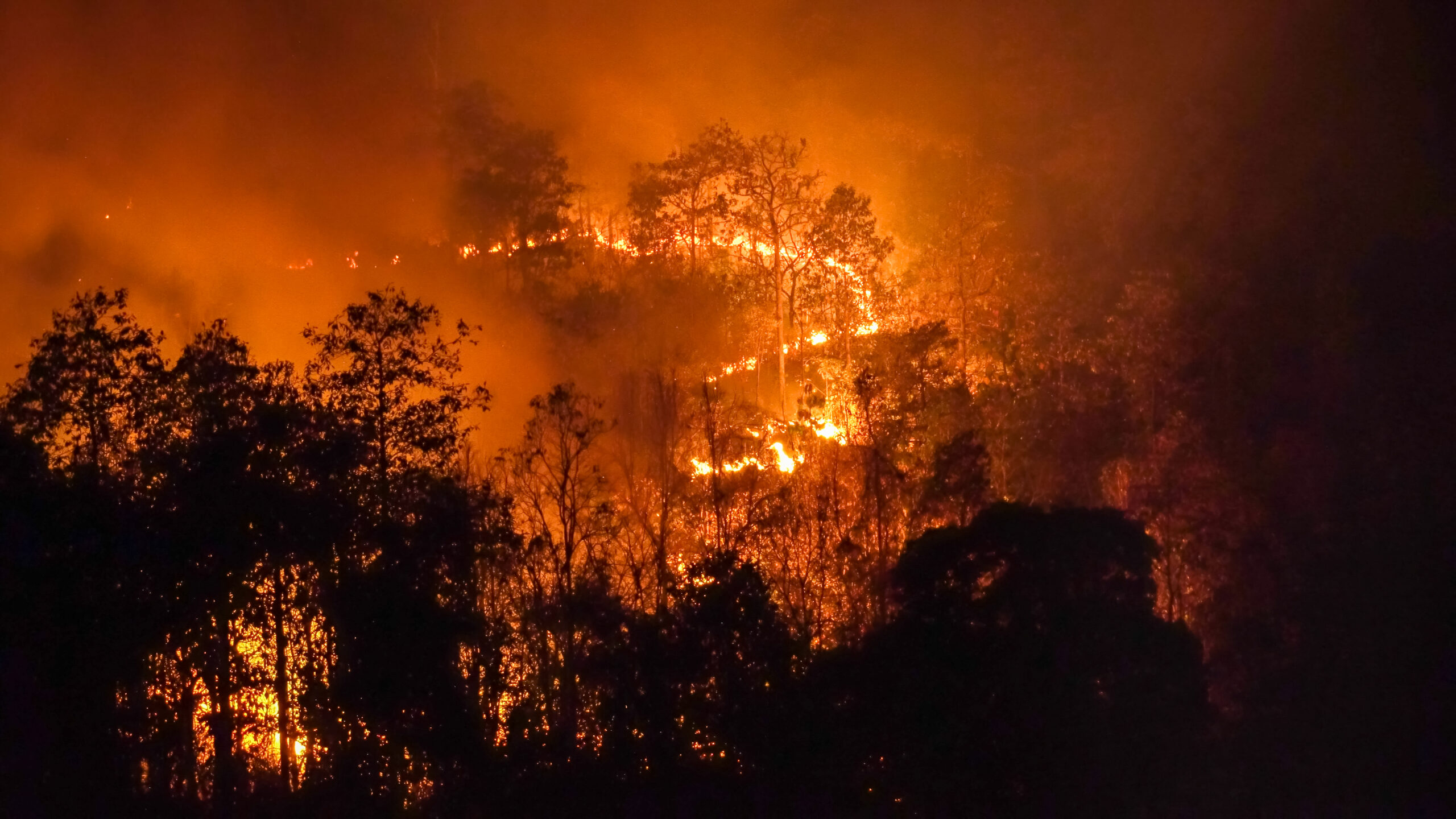Fuego intenso consume un bosque tropical de noche, con llamas iluminando los árboles y humo espeso en el ambiente.