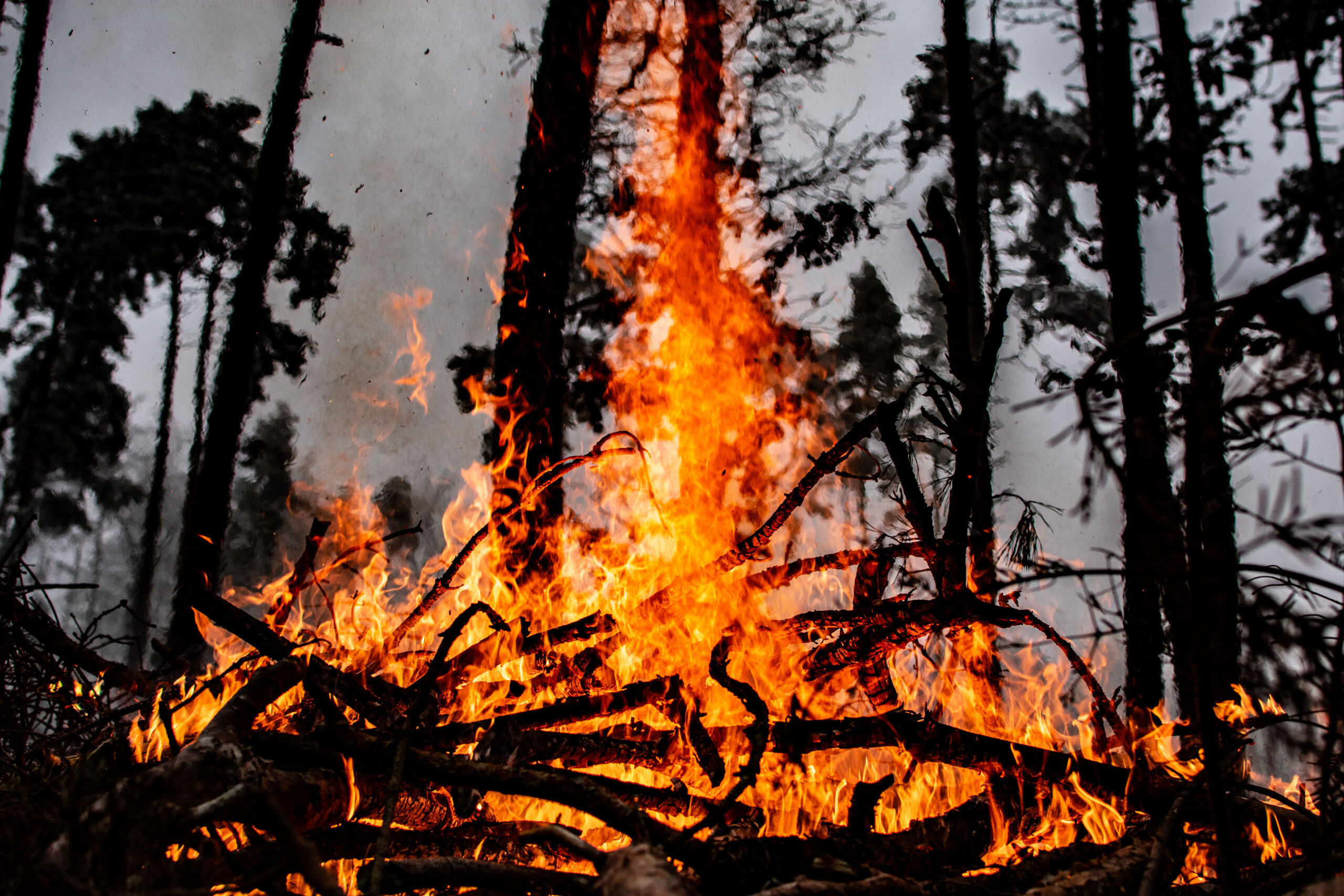 Fuego intenso consumiendo ramas y troncos en un bosque, con árboles ennegrecidos y humo elevándose entre las llamas.