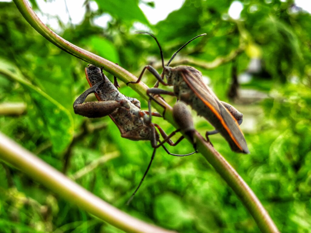 Primer plano de dos insectos sobre una rama verde, rodeados de vegetación desenfocada en un entorno natural.