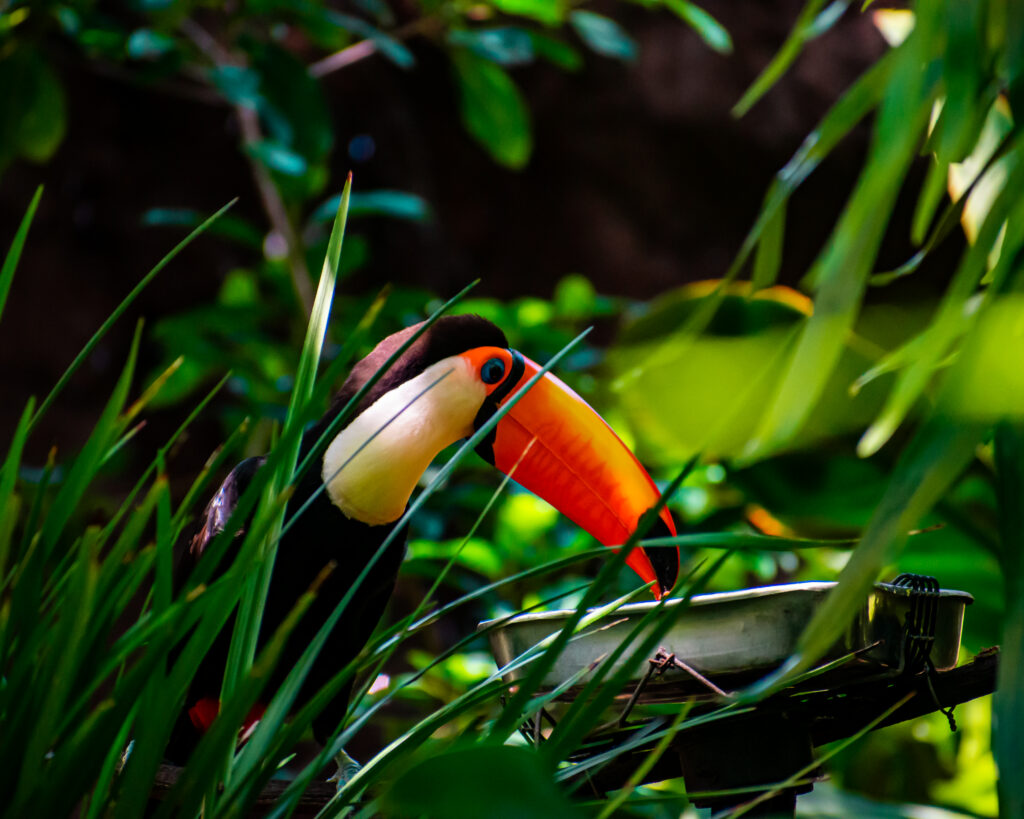 Tucán entre hojas verdes en la selva tropical