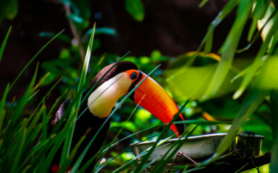 Tucán entre hojas verdes en la selva tropical