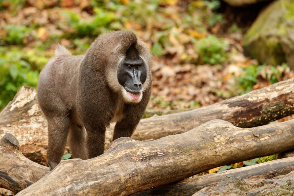 Ejemplar de taladro (Mandrillus leucophaeus) de pie sobre troncos en un bosque tropical.