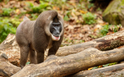 Ejemplar de taladro (Mandrillus leucophaeus) de pie sobre troncos en un bosque tropical.