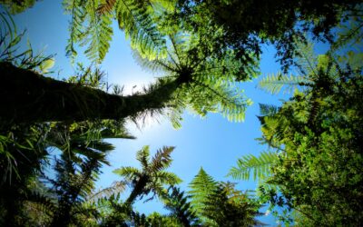 Vista desde el suelo hacia el cielo mostrando helechos y árboles tropicales iluminados por el sol.