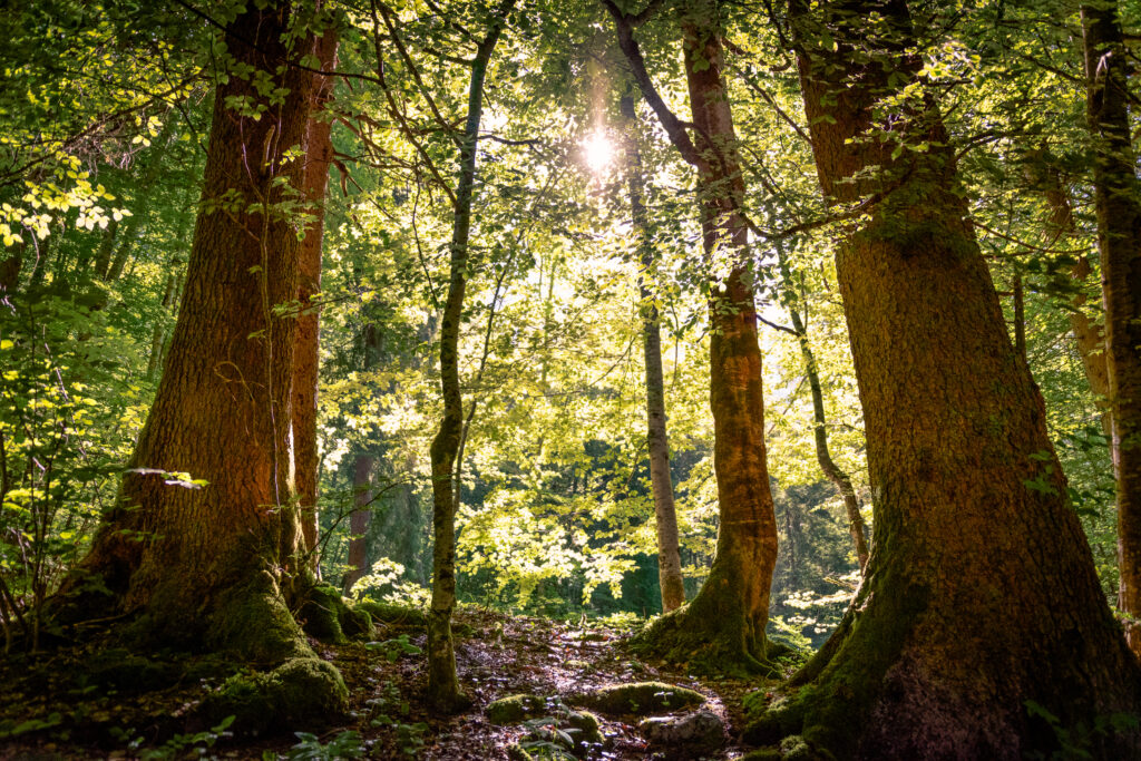 Vista en bajo ángulo de un bosque iluminado por la luz del sol filtrada entre los árboles.