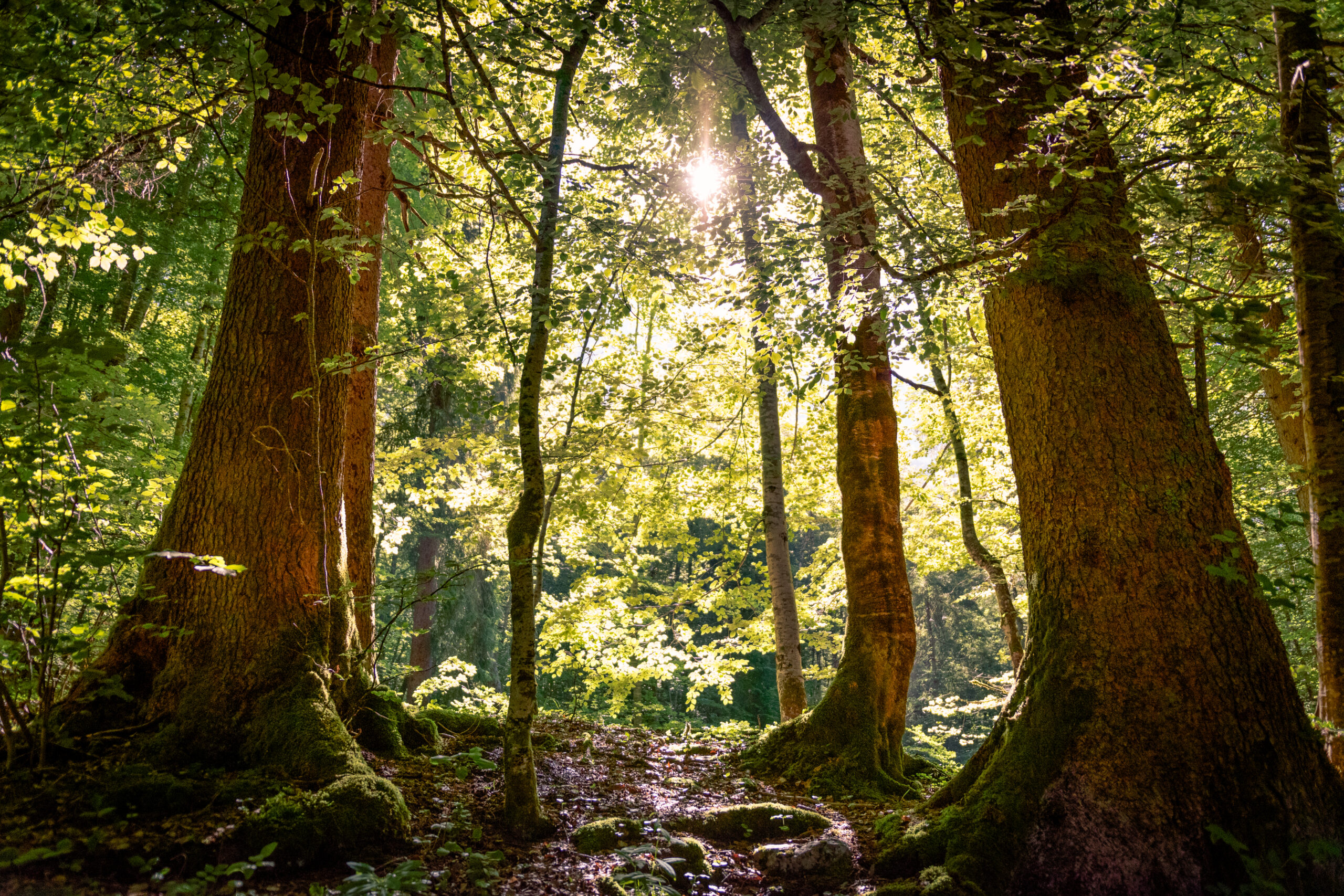 Vista en bajo ángulo de un bosque iluminado por la luz del sol filtrada entre los árboles.
