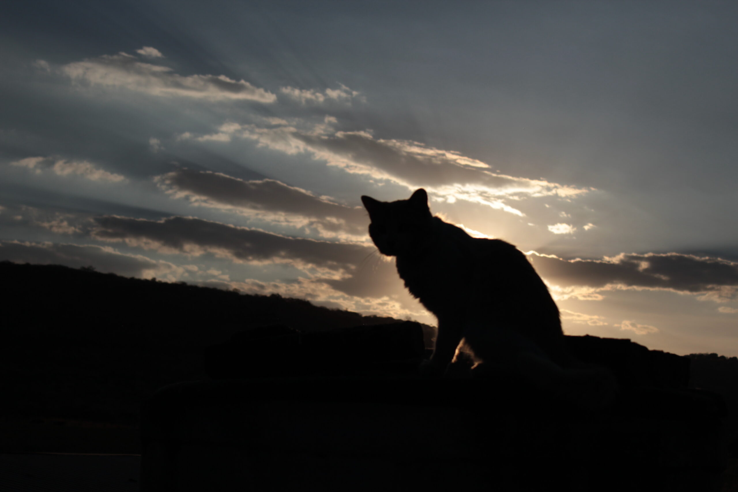 Silueta de un gato sentado sobre una superficie mientras el sol se oculta detrás de las nubes en un paisaje montañoso.