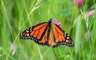 Mariposa monarca sobre flor silvestre en un prado verde
