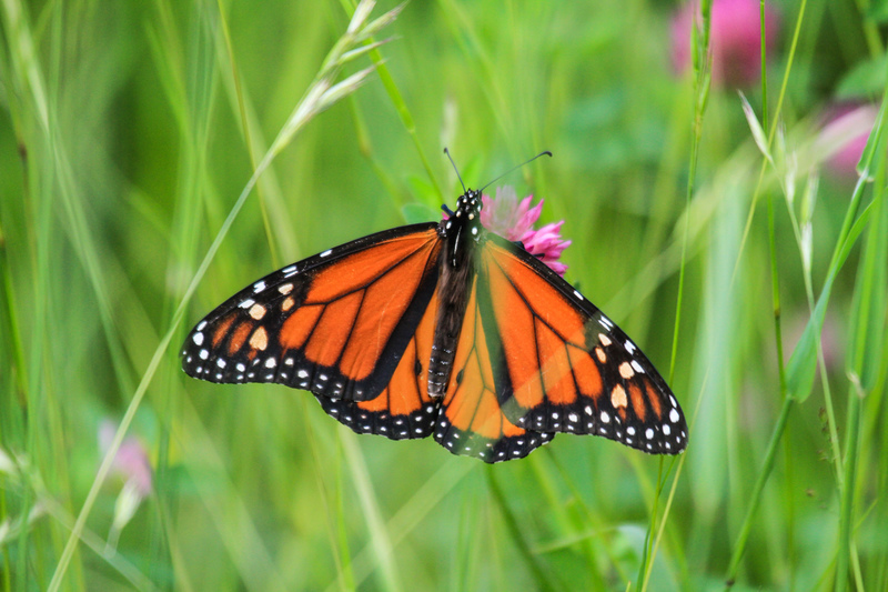 Mariposa monarca sobre flor silvestre en un prado verde
