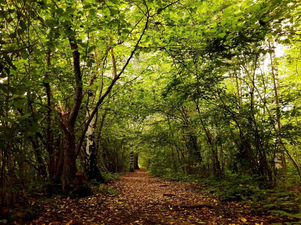 Sendero cubierto de hojas entre árboles verdes en un bosque otoñal