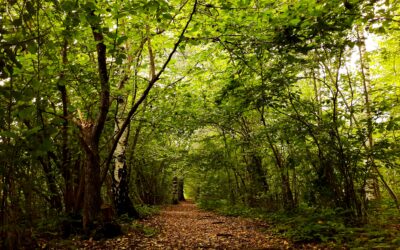 Sendero cubierto de hojas entre árboles verdes en un bosque otoñal