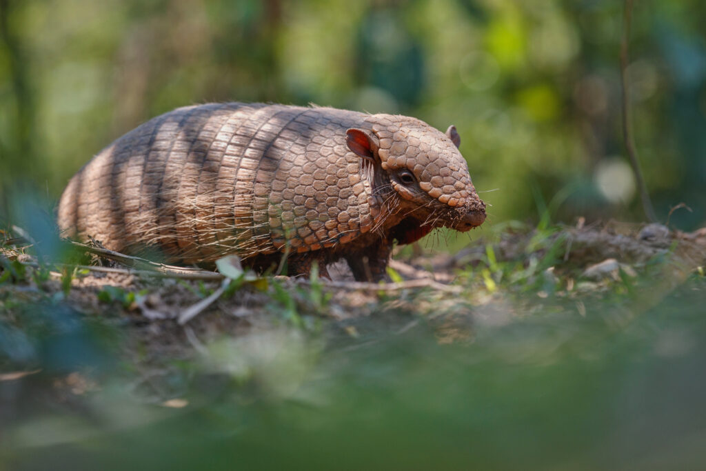 Armadillo caminando entre la vegetación del bosque