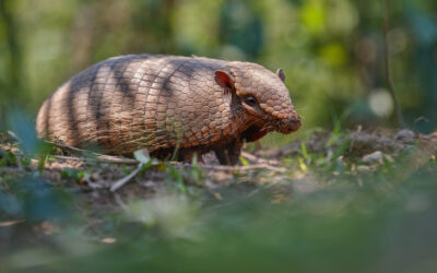 Armadillo caminando entre la vegetación del bosque