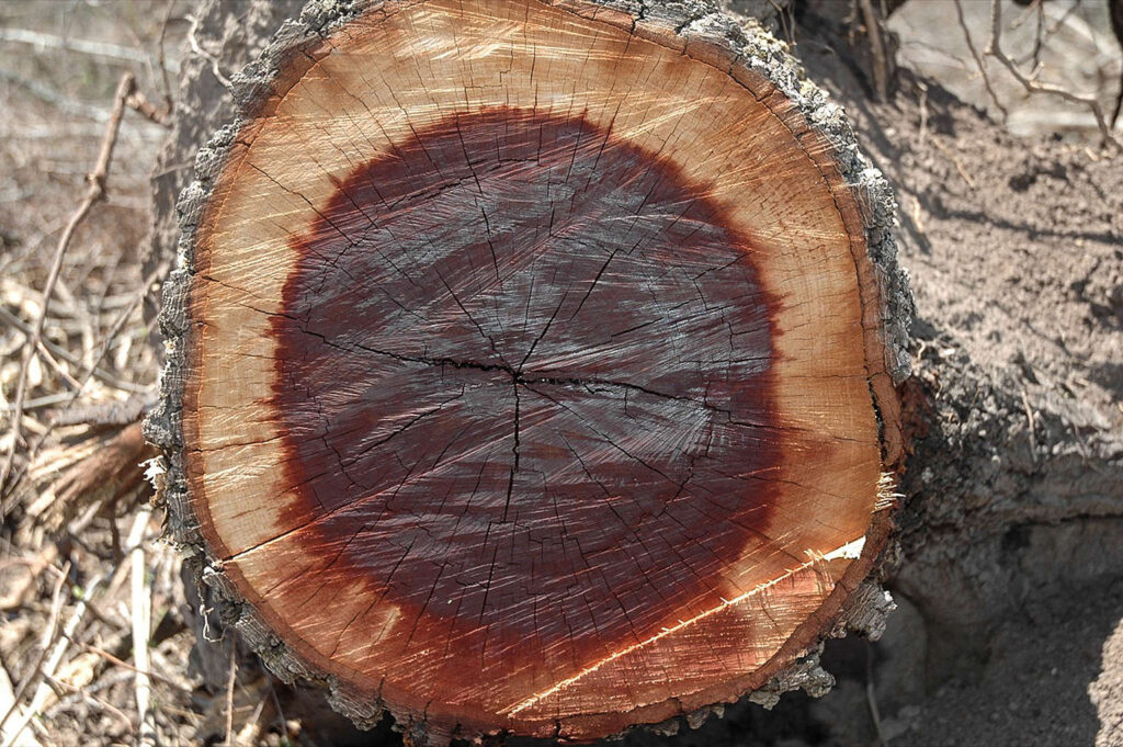 Corte transversal de un tronco con anillos concéntricos visibles