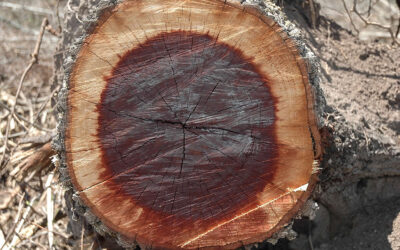 Corte transversal de un tronco con anillos concéntricos visibles