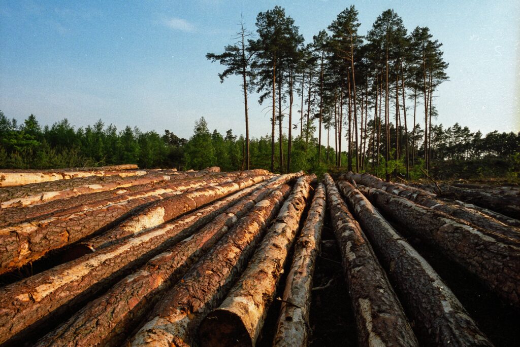 Troncos apilados tras la tala de un bosque bajo la luz del atardecer