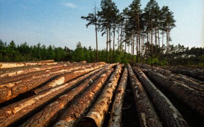 Troncos apilados tras la tala de un bosque bajo la luz del atardecer